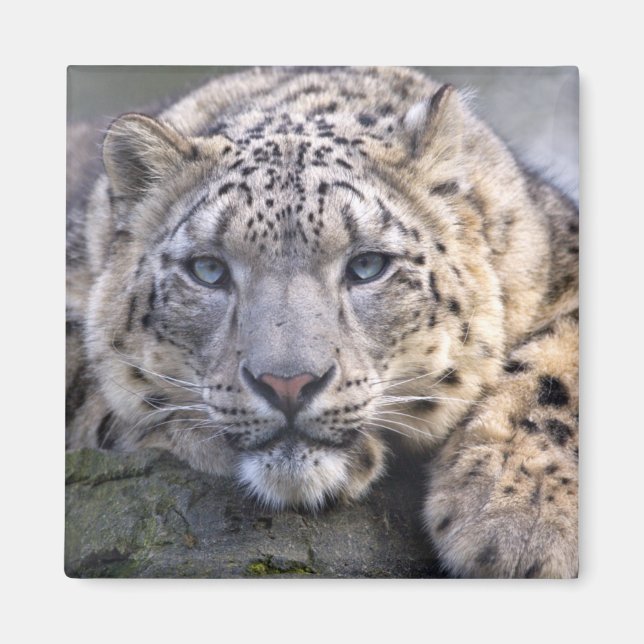 Imã Ímã do Leopardo-das-Neves Vishnu (Frente)