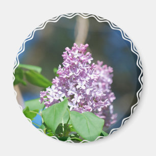 Imã Ímã do Lilac da lavanda