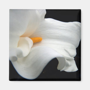 Imã Ímã do lírio de Calla