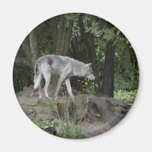 Imã Ímã do lobo