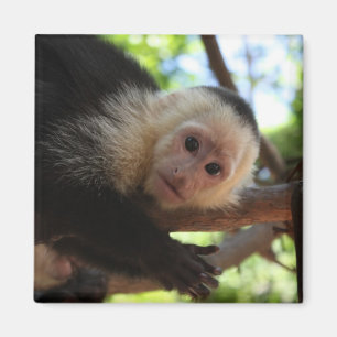 Imã Ímã do macaco do Capuchin