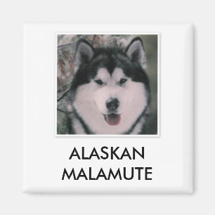 Imã Ímã do Malamute do Alasca