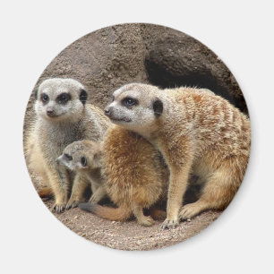 Imã ímã do meerkat
