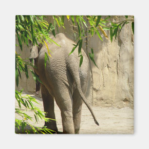 Imã Ímã do montante do elefante