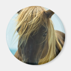 Imã Ímã do mustang