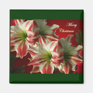 Imã Ímã do Natal dos pares do Amaryllis