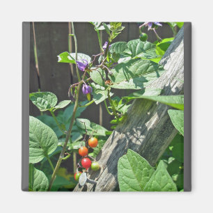 Imã Ímã do nightshade agridoce (dulcamara do Solanum