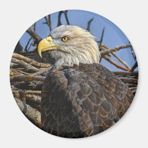 Imã Ímã do ninho do primavera da águia americana