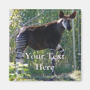 Imã Ímã do Okapi
