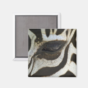 Imã Ímã do olho da zebra