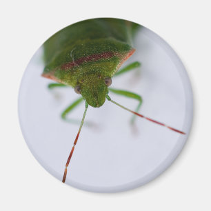 Imã Ímã do olho do fedor