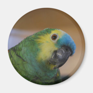Imã Ímã do papagaio