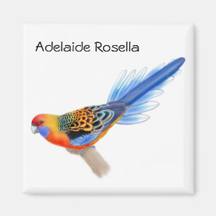 Imã Ímã do papagaio de Adelaide Rosella