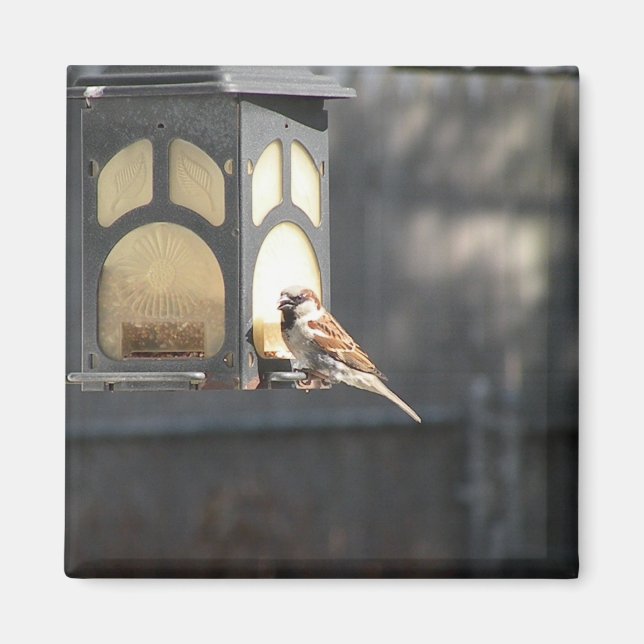 Imã Ímã do pardal (Frente)