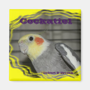 Imã ÍMÃ do pássaro do animal de estimação do Cock