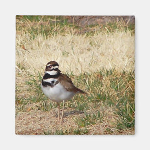 Imã Ímã do pássaro do Killdeer