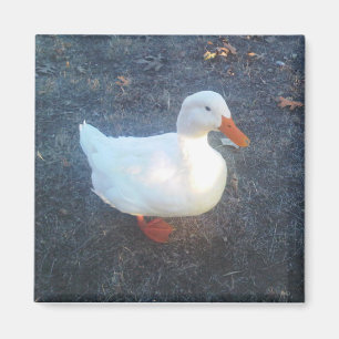 Imã Ímã do pato
