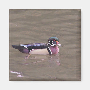 Imã Ímã do pato de madeira