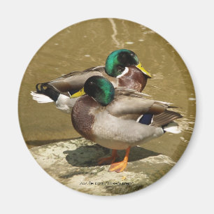 Imã Ímã do pato do pato selvagem