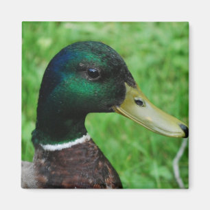 Imã Ímã do pato selvagem