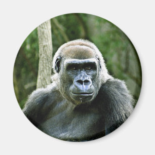 Imã Ímã do perfil do gorila