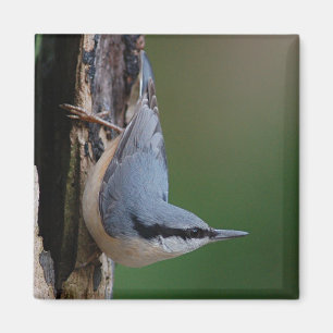 Imã Ímã do pica-pau-cinzento