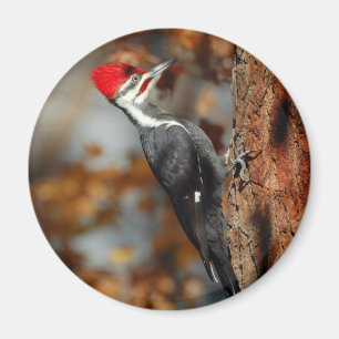 Imã Ímã do pica-pau de Pileated
