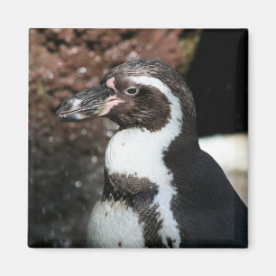 Imã Ímã do pinguim