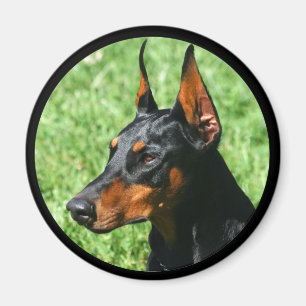 Imã ímã do pinscher do doberman