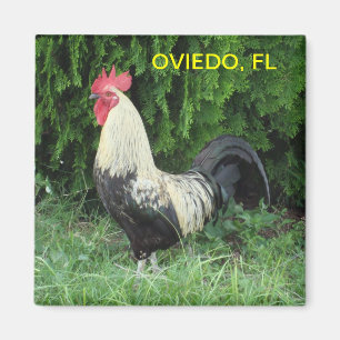 IMÃ ÍMÃ DO PINTINHO DE OVIEDO