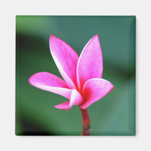 Imã Ímã do Plumeria