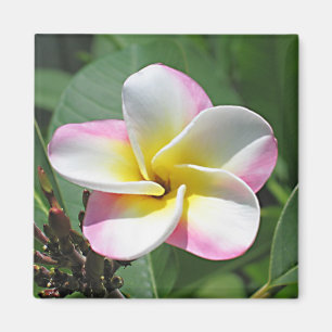 Imã Ímã do Plumeria