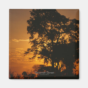 Imã Ímã do por do sol do savana