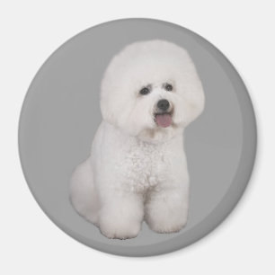 Imã Ímã do precioso de Bichon Frise