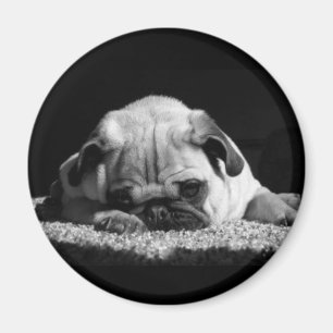 Imã Ímã do Pug