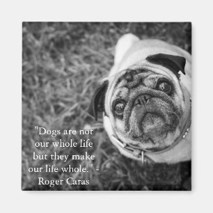 Imã Ímã do Pug