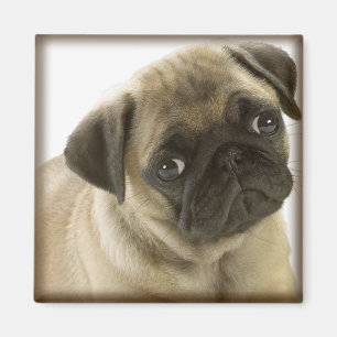 Imã Ímã do Pug