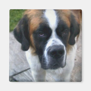 Imã Ímã do quadrado da foto de St Bernard