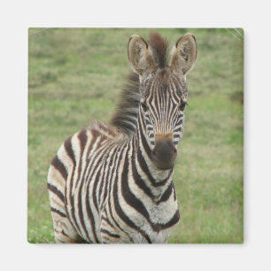 Imã Ímã do quadrado da zebra do bebê