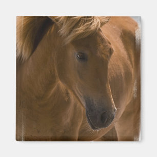 Imã Ímã do quadrado do design do cavalo da castanha