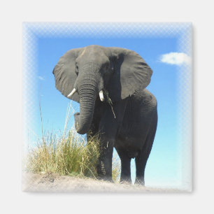 Imã Ímã do quadrado do elefante africano