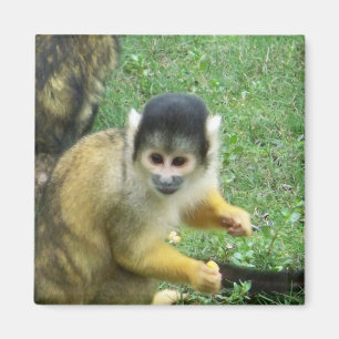 Imã Ímã do quadrado do macaco de esquilo