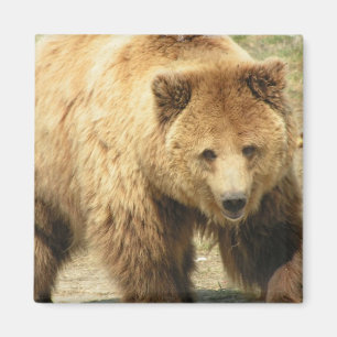 Imã Ímã do quadrado do urso de urso