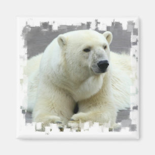 Imã Ímã do quadrado do urso polar