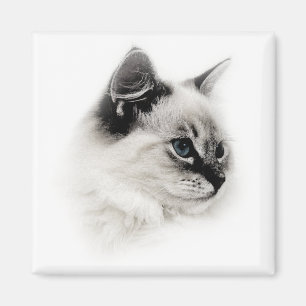 Imã ímã do ragdoll