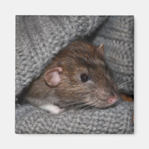 Imã Ímã do rato de Dumbo