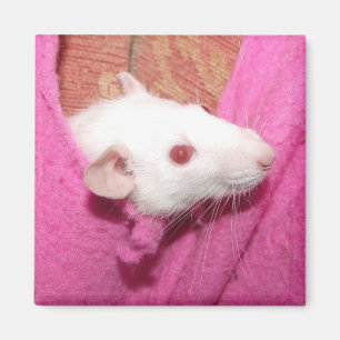 Imã Ímã do rato de Dumbo