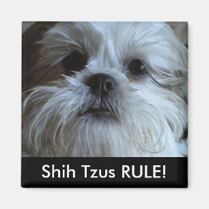 Imã Ímã do refrigerador da REGRA de Shih Tzus