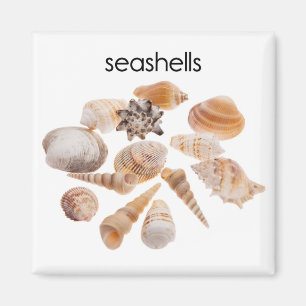 Imã Ímã do refrigerador dos Seashells