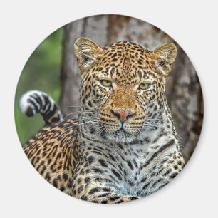 Imã Ímã do retrato do leopardo